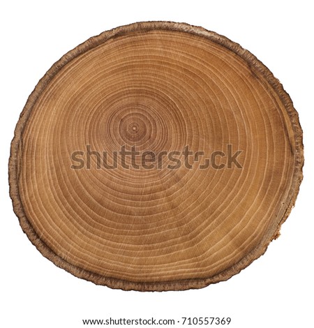 Cross section of tree trunk showing growth rings isolated on white background