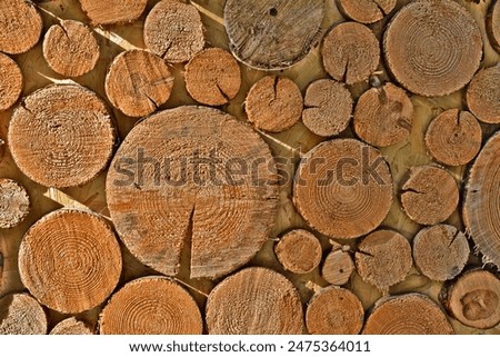 cross section of tree trunks isolated wallpaper    