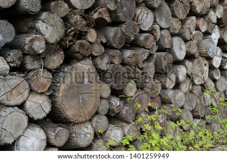 Cross section of tree trunks pattern, old grey round wood cut background or woodpile texture