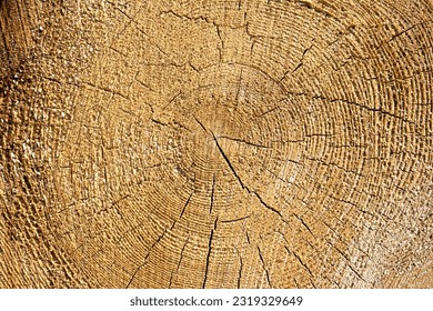 Cross section of the tree. Wood circle texture slice background - Shutterstock ID 2319329649