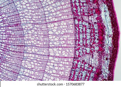 Cross Section - Xylem Is A Type Of Tissue In Vascular Plants That Transports Water And Some Nutrients. Scientific Research. Plant Tissue Structure.