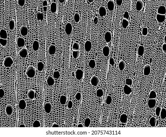 Cross Section - Xylem Is A Type Of Tissue In Vascular Plants That Transports Water And Some Nutrients. Scientific Research. Plant Tissue Structure. Microscopic Photography