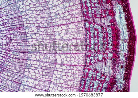 Cross section - Xylem is a type of tissue in vascular plants that transports water and some nutrients. Scientific research. Plant tissue Structure.