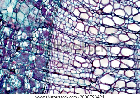 Cross section - Xylem is a type of tissue in vascular plants that transports water and some nutrients. Scientific research. Plant tissue Structure.