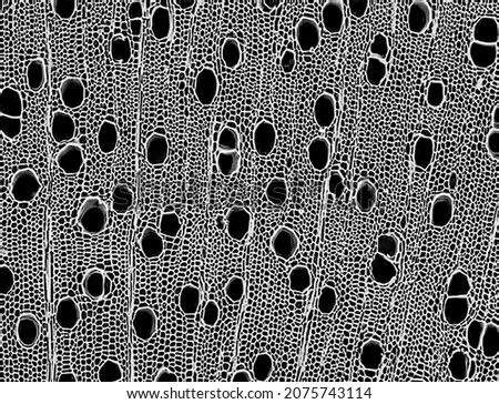Cross section - Xylem is a type of tissue in vascular plants that transports water and some nutrients. Scientific research. Plant tissue structure. Microscopic photography