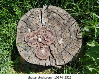 Cross section of a young pine tree / Tree ring