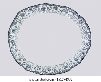 A cross section of a young wheat (Triticum) stem.  Magnification 40x