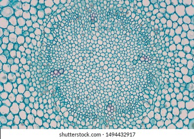 Cross Sections Of Plant Root Under Microscope View For Education Plant Physiology.