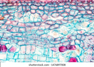 288 Collenchyma cells Images, Stock Photos & Vectors | Shutterstock