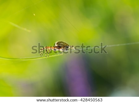 Similar – Image, Stock Photo cross spider Animal Spider