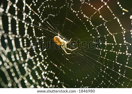 Cross spider in a beautiful web with dew drops