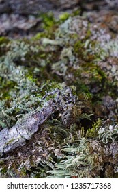 The Cross Spider Camoflaged As Lichen