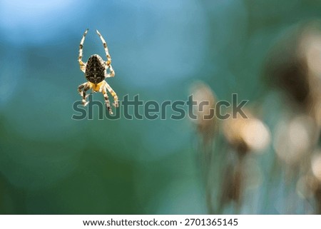 A cross spider crawling on a spider thread against a blurred background