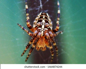 Imagenes Fotos De Stock Y Vectores Sobre Orange Orb Spider