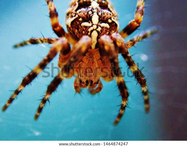 Cross Spider European Garden Spider Diadem Stock Photo Edit Now