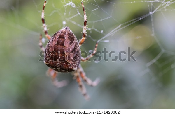 Cross Spider Female Garden Spider Araneus Stock Photo Edit Now