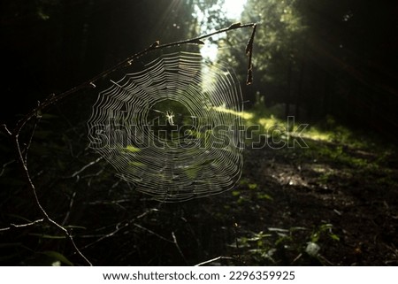 Similar – Overgrown forest path