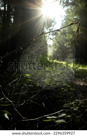 Similar – Overgrown forest path