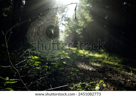 Similar – Overgrown forest path