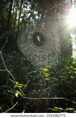 Similar – Overgrown forest path