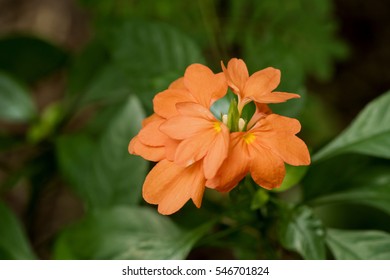 Crossandra, Firecracker Flower (Barleria strigosa Willd.)flower on natural background.