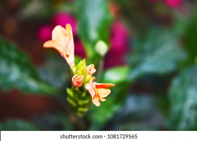 Kanakambaram High Res Stock Images Shutterstock