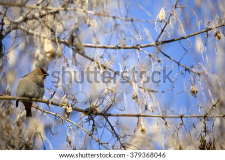 Crossbill bird