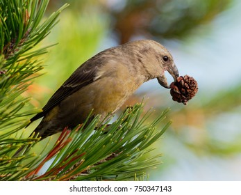 Crossbill - Loxia Pytyopsittacus
