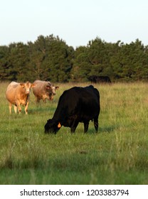 Crossbred Beef Cows Grazing In A Late Summer Bermudagrass Pasture - Vertical