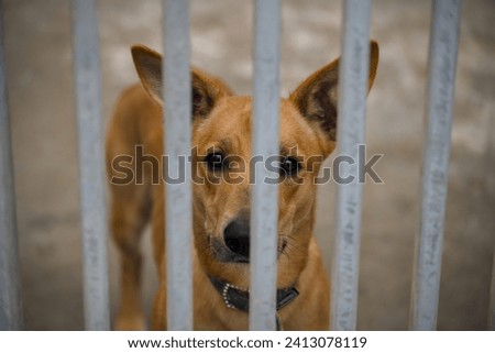 a crossbred dog at an animal shelter for found animals (outdoor kennel)