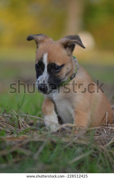 Crossbreed Stock Photo (Edit Now) 228512425