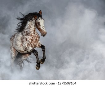 Crossbreed between Appaloosa and Andalusian horse rearing in light smoke with space for text.