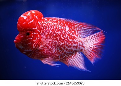 1,851 Cichlid scale Images, Stock Photos & Vectors | Shutterstock