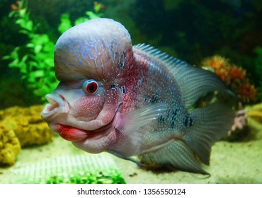 Crossbreed cichlid fish pet male beautiful flowerhorn swimming fish tank underwater aquarium