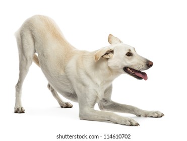 Crossbreed Dog Against White Background