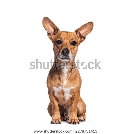 Crossbreed dog with big ears looking at the camera, sitting, Isolated on white