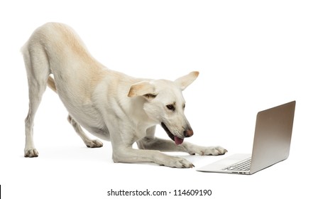 Crossbreed Dog Looking At Laptop Against White Background