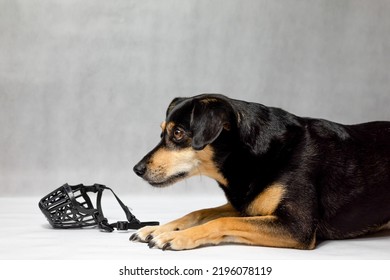 The crossbreed dog looks at the muzzle and is afraid. The dog does not like to wear a muzzle. Dog with a muzzle. Why a muzzle. Black dog on a white background next to the lamp. 