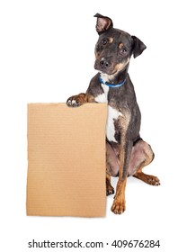 Crossbreed Dog With Sad Expression Holding Blank Cardboard Sign To Enter Your Message Onto