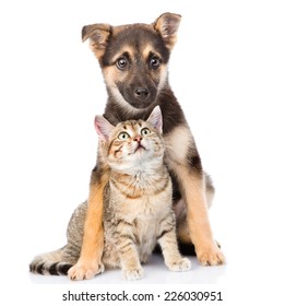 Crossbreed Dog And Small Tabby Cat. Isolated On White Background