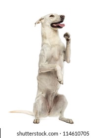 36,614 Dog stand up Images, Stock Photos & Vectors | Shutterstock