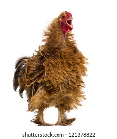 The Ruffled Feathers
