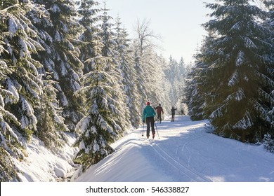 Cross-country skiers running a groomed ski trail. Road in mountains at winter in sunny day. Trees covered with hoarfrost illuminated by the sun. Jizera Mountains, Czech Republic.  