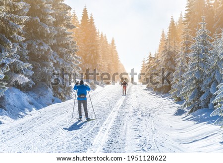 Cross-country skiing in winter nature