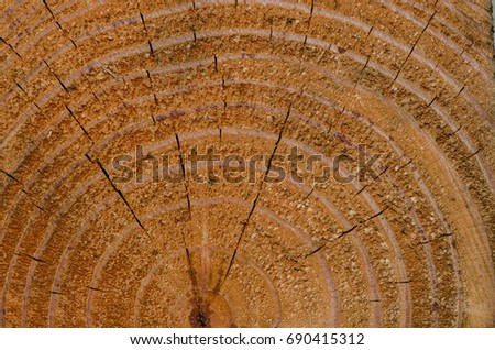 Cross-cut timber section detailing textures of natural raw material / Natural Abstract Background / In natural and colorized colors showing wood grain,cracks and circular path of the saw mark