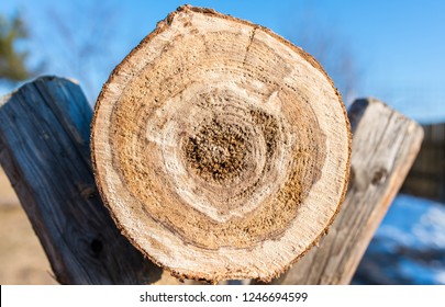 Crosscut view of sick pine log on wooden sawhorse, preparation for the cold season.