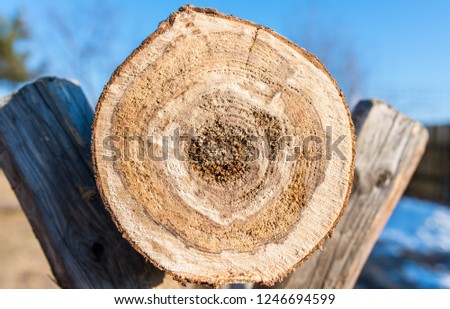 Crosscut view of sick pine log on wooden sawhorse, preparation for the cold season.