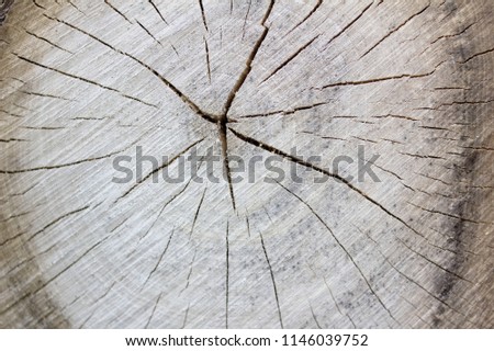 crossection of the old tree