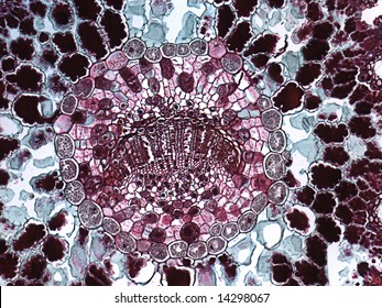 Crossection of pine needle