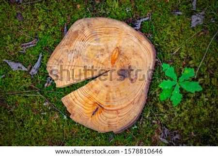 Crossection of pine tree with rings